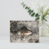 サケ ポストカード (スタンド正面)