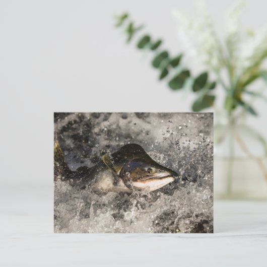 サケ ポストカード (スタンド正面)