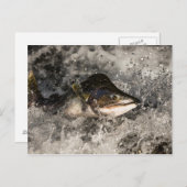 サケ ポストカード (正面/裏面)