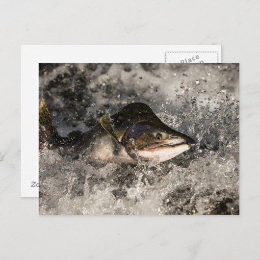 サケ ポストカード (正面/裏面)