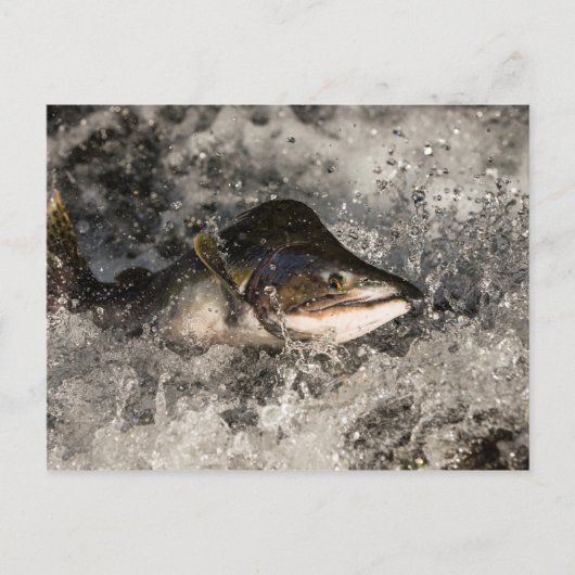 サケ ポストカード (正面)