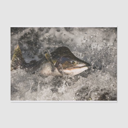 サケ 薄葉紙 (正面)