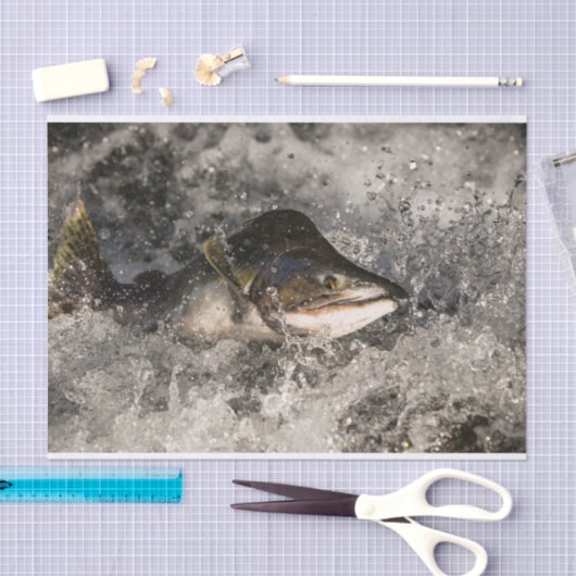 サケ 薄葉紙 (クラフト)