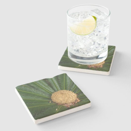 サゴヤシ（雌の円錐を持つ）、石のコースター ストーンコースター (横)