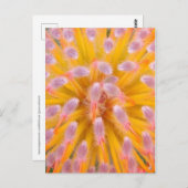 ササザクラ科 ポストカード (正面/裏面)