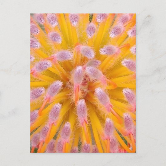 ササザクラ科 ポストカード (正面)