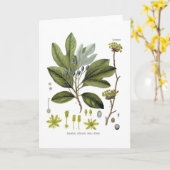 ササフラス製薬 カード (黄色い花)