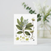 ササフラス製薬 ポストカード (スタンド正面)