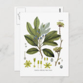 ササフラス製薬 ポストカード (正面/裏面)