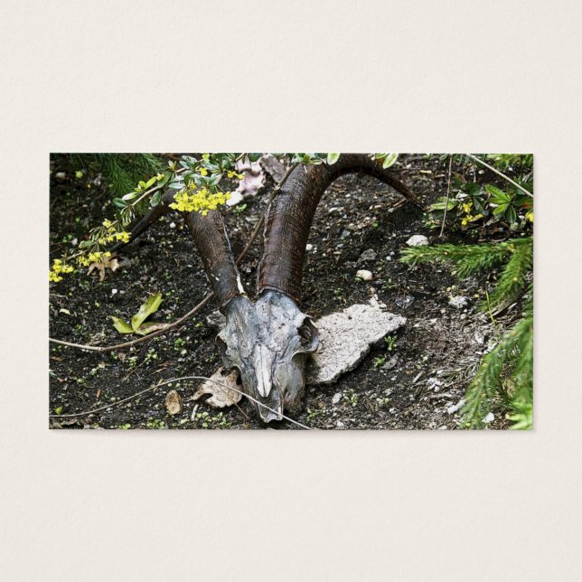 ササフラス (正面)