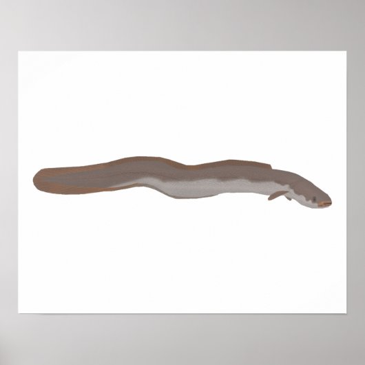 サザンショートフィンウナギ ポスター (正面)