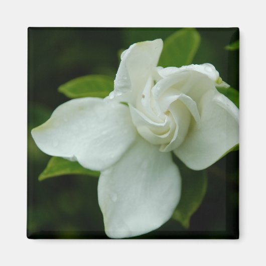 サザンベル マグネット (正面)