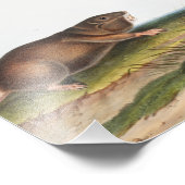 サザンポーチドラットシュリーモグライラストレーション フォトプリント            (角)