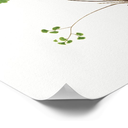 サザンマイデンヘアシダヴィンテージイラストレーション ポスター (角)