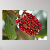 サザンマグノリア赤い種子ポッドポスター ポスター (正面)