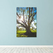 サザンライブオークの木 キャンバスプリント (インサイチュ (ウッドフロア))