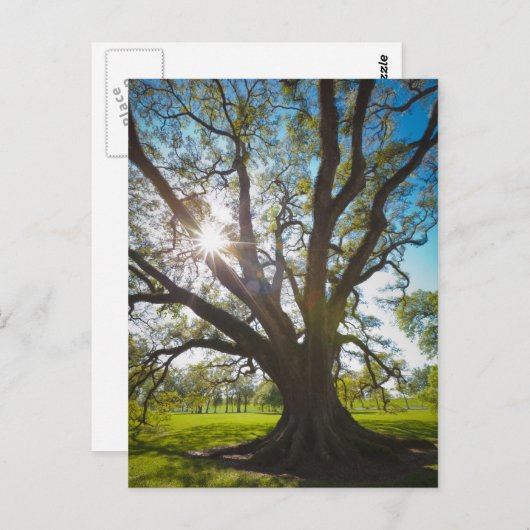 サザンライブオークの木 ポストカード (正面/裏面)