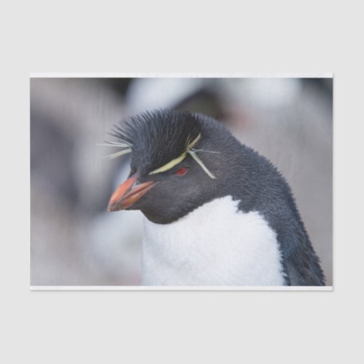 サザンロックホッパーペンギン 薄葉紙 (正面)