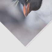 サザンロックホッパーペンギン 薄葉紙 (詳細)