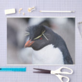 サザンロックホッパーペンギン 薄葉紙 (クラフト)