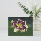 サザン・デズル ポストカード (スタンド正面)