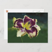 サザン・デズル ポストカード (正面/裏面)