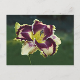 サザン・デズル ポストカード