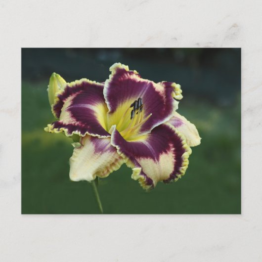 サザン・デズル ポストカード (正面)