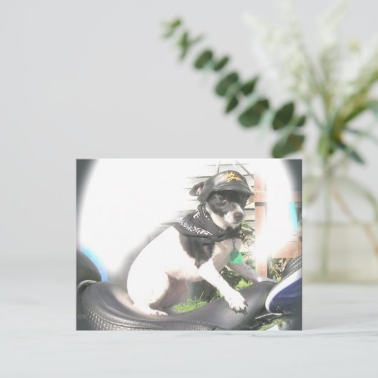 サシーバイクもしくは自転車に乗る人ラットテリアバーベ ポストカード (スタンド正面)