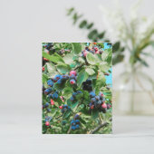 サスカトゥーン ポストカード (スタンド正面)