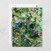 サスカトゥーン ポストカード (正面/裏面)