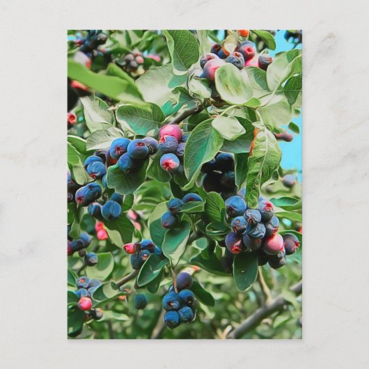 サスカトゥーン ポストカード (正面)