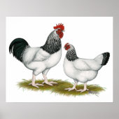 サセックス：ライトペア ポスター (正面)