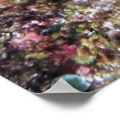 サソリの魚の密封 ポスター (角)