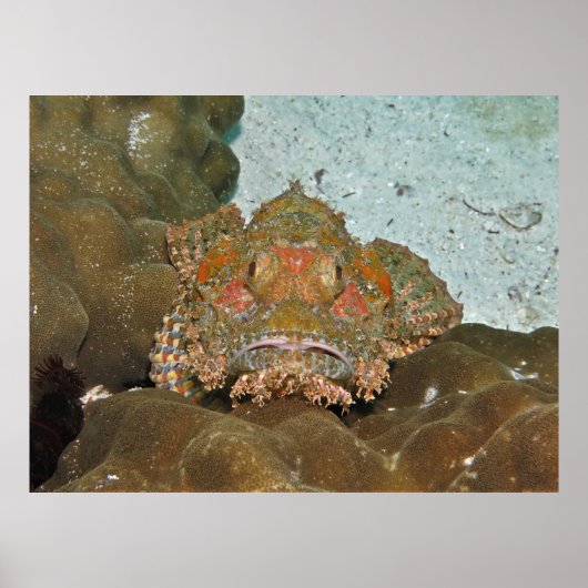 サソリの魚の視線を落とす ポスター (正面)