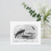 サソリ絵はがき ポストカード (スタンド正面)