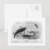 サソリ絵はがき ポストカード (正面/裏面)