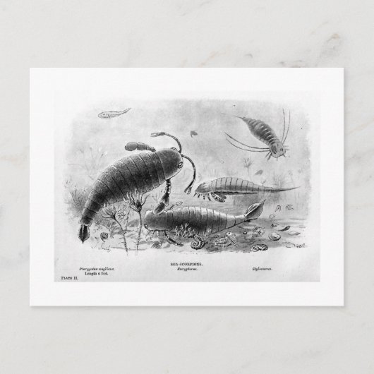 サソリ絵はがき ポストカード (正面)