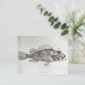 サソリ魚 ポストカード (スタンド正面)