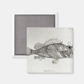 サソリ魚 マグネット (正面/裏面)