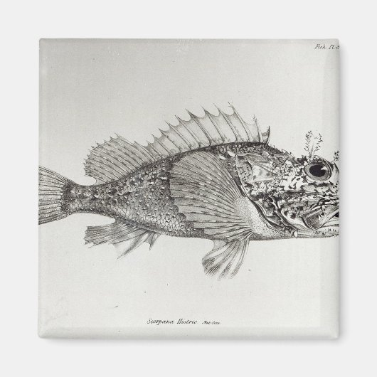 サソリ魚 マグネット (正面)