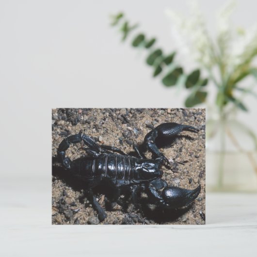 サソリ ポストカード (スタンド正面)