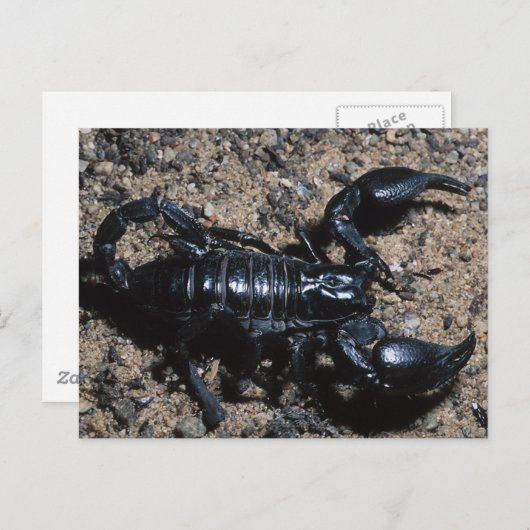 サソリ ポストカード (正面/裏面)