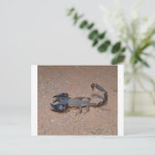 サソリ ポストカード (スタンド正面)