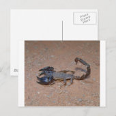 サソリ ポストカード (正面/裏面)