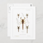 サソリ ポストカード (正面/裏面)