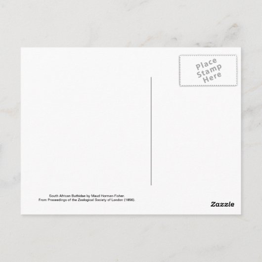 サソリ ポストカード (裏面)