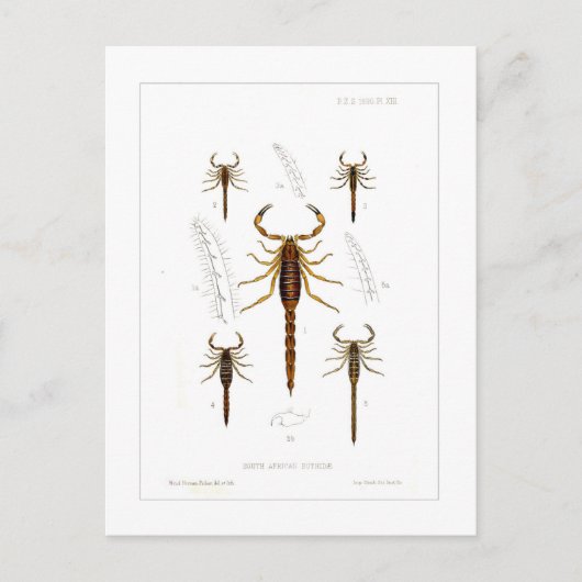 サソリ ポストカード (正面)