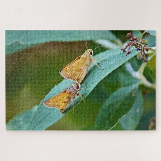 サチェム(アタルペデス・カンペストリ) ジグソーパズル (横)