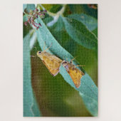 サチェム(アタルペデス・カンペストリ) ジグソーパズル (縦)